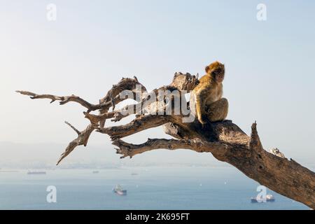 Scimmia macaco di Barbary seduta su un ramo presso l'Apes' Den che si affaccia sulla baia di Gibilterra, Upper Rock Nature Reserve, Gibilterra Foto Stock