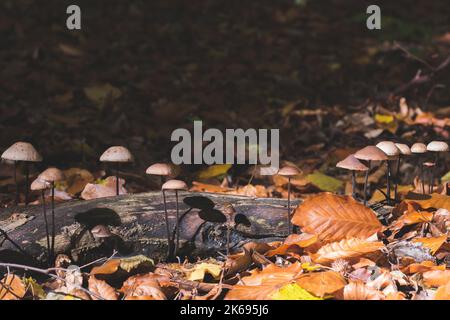 Il paracadute aglio scientifico Mycetinis alliaceus funghi sul vecchio ramo marcio. Fungo nella foresta autunnale. Specie commestibile. Spazio di copia. Foto Stock