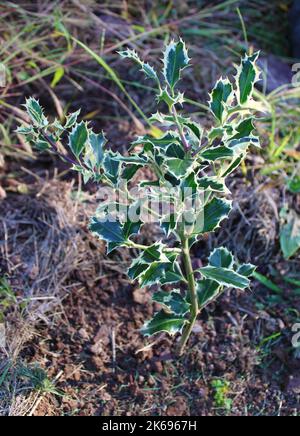 Un giovane arenato Holly Bush Foto Stock