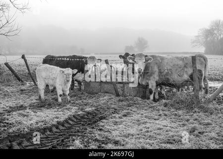 Mucche in nebbia, alimentazione, mattina, inverno, Regno Unito Foto Stock