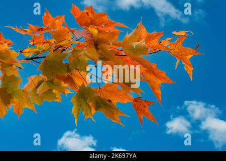 Un ramo di acero d'autunno colorato si lascia sullo sfondo di un cielo blu con nuvole bianche Foto Stock