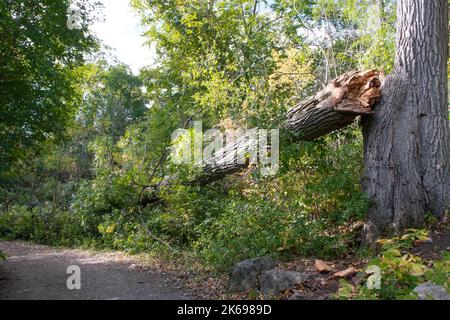 Una quercia di mezzo secolo è stata rotta da una tempesta notturna Foto Stock