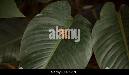 Farfalla arancione su una foglia verde in natura. Foto Stock