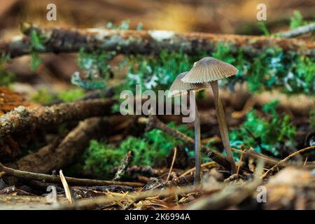 Fungo in natura che cresce naturalmente tra il paesaggio Foto Stock