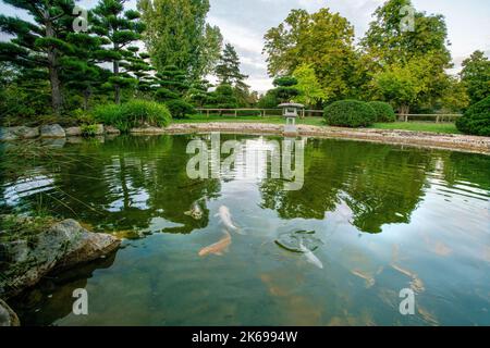 Giardino giapponese a NORDPARK a Dusseldorf con laghetto e alberi topiari e cespugli e. Carpe KOI e lanterna di pietra e superbi riflessi in acqua Foto Stock