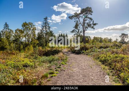 Viste panoramiche della campagna di Lickey Hills in autunno. Foto Stock