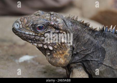 L'iguana di roccia cubana, iguana di terra cubana, iguana cubana (Cyclura nubila) maschio in un habitat naturale Foto Stock