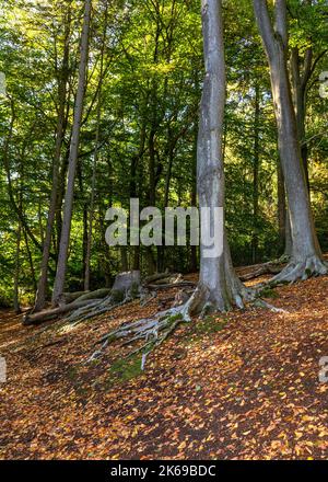 Viste panoramiche della campagna di Lickey Hills in autunno. Foto Stock