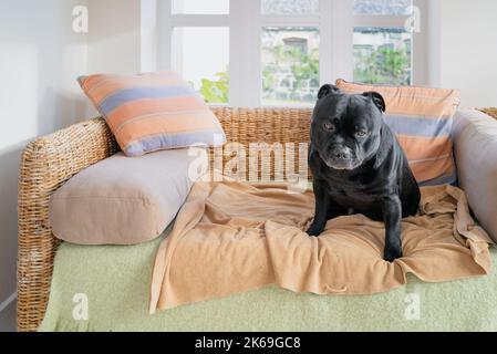 Nero Staffordshire Bull terrrier cane seduto su un divano in stile rattan vimini in un giardino d'inverno. Il divano è coperto da una coperta e da un asciugamano. Foto Stock