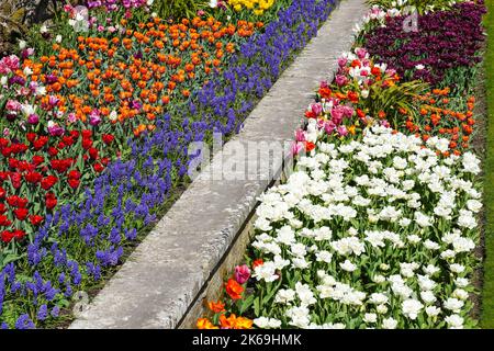 Fiori primaverili fioriscono in un giardino aiuole Foto Stock