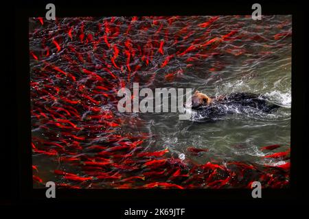 I vincitori del prestigioso concorso Wildlife Photographer of the Year del Natural History Museum sono stati annunciati oggi in occasione di una cerimonia di premiazione a Londra. Il Natural History Museum rivelerà la nuova mostra Wildlife Photographer of the Year con le immagini premiate il 14 ottobre 2022 a Londra. Il fotografo americano Karine Aigner è stato Annunciato come fotografo dell'anno per la fauna selvatica di quest'anno per la sua straordinaria immagine di una pallina di api di cactus che gira sulla sabbia calda su un ranch del Texas. Foto Stock