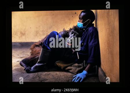 I vincitori del prestigioso concorso Wildlife Photographer of the Year del Natural History Museum sono stati annunciati oggi in occasione di una cerimonia di premiazione a Londra. Il Natural History Museum rivelerà la nuova mostra Wildlife Photographer of the Year con le immagini premiate il 14 ottobre 2022 a Londra. Il fotografo americano Karine Aigner è stato Annunciato come fotografo dell'anno per la fauna selvatica di quest'anno per la sua straordinaria immagine di una pallina di api di cactus che gira sulla sabbia calda su un ranch del Texas. Foto Stock