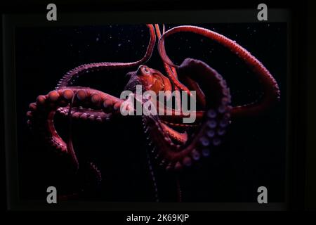 I vincitori del prestigioso concorso Wildlife Photographer of the Year del Natural History Museum sono stati annunciati oggi in occasione di una cerimonia di premiazione a Londra. Il Natural History Museum rivelerà la nuova mostra Wildlife Photographer of the Year con le immagini premiate il 14 ottobre 2022 a Londra. Il fotografo americano Karine Aigner è stato Annunciato come fotografo dell'anno per la fauna selvatica di quest'anno per la sua straordinaria immagine di una pallina di api di cactus che gira sulla sabbia calda su un ranch del Texas. Foto Stock