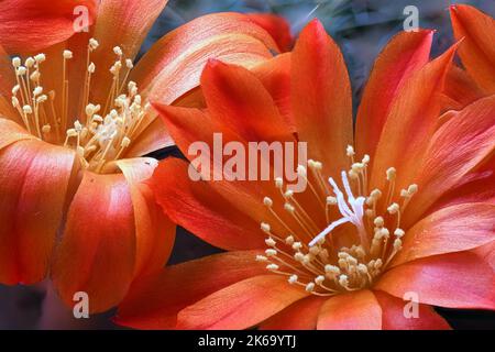 Doppio fiore di cactus rosso Foto Stock