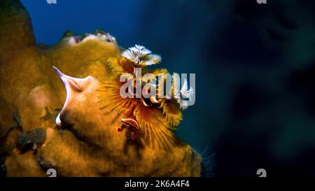 Un verme di Natale rosso, bianco e giallo (Spirobranchus giganteus), sul corallo, Curacao. Foto Stock