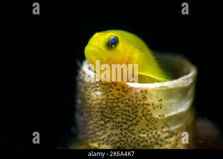 Limone goby con le sue uova sul lato di un foro di verme tubo, Anilao, Filippine. Foto Stock