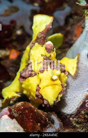 Ritratto di una rana pescatrice gialla, Anilao, Filippine. Foto Stock