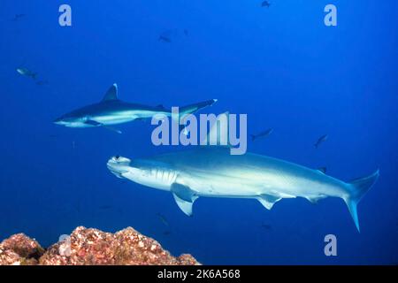 Uno squalo testa di martello smerlato e uno squalo della barriera corallina argentata su una barriera corallina nelle Isole Socorro. Foto Stock