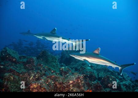 Tre squali dalla punta argentata nuotano su una barriera corallina rocciosa, l'isola di Socorro, Messico. Foto Stock