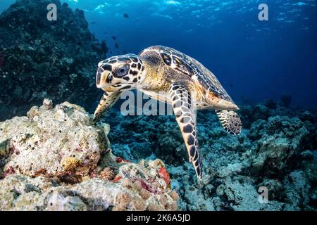 Una tartaruga di mare di Hawksbill nuota sopra una barriera corallina, Maldive. Foto Stock