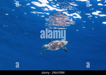 Una tartaruga di mare di Hawksbill nuota vicino alla superficie, Oceano Indiano, Maldive. Foto Stock