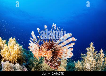 Un leonfish posa su una barriera corallina, il Mar Rosso. Foto Stock