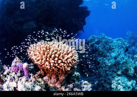 Una testa di corallo è piena di piccoli pesci della barriera corallina che nuotano dentro e fuori dai confini del corallo, il Mar Rosso. Foto Stock