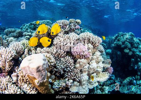 Pesci farfalla dart dentro e fuori dalle formazioni coralline dure in questo giardino di corallo, Mar Rosso. Foto Stock