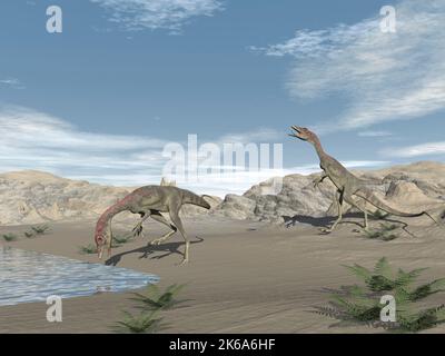 Due dinosauri di Compsognathus che bevono acqua nel deserto. Foto Stock