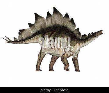 Dinosauro stegosauro ruggente, isolato su sfondo bianco. Foto Stock