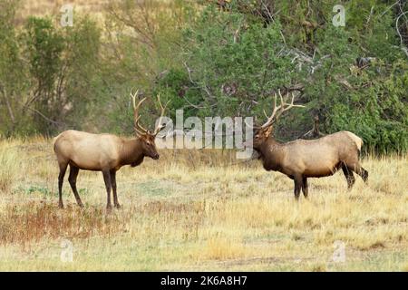 Due grandi alci di toro si trovano in un campo erboso nel Montana occidentale. Foto Stock