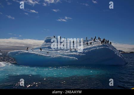 Pinguini a fascia su un iceberg vicino alle Isole Aitco, penisola antartica. Foto Stock