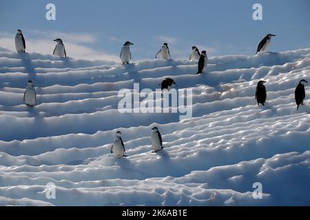 Pinguini a fascia su un iceberg vicino alle Isole Aitco, penisola antartica. Foto Stock