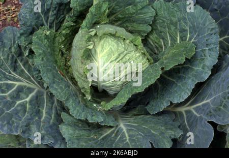 CAVOLO VERDE "SAVOY KING" (BRASSICA OLERACEA) CAPITATA GRUPPO CHE CRESCE NELL'ORTO VEGETALE. Foto Stock
