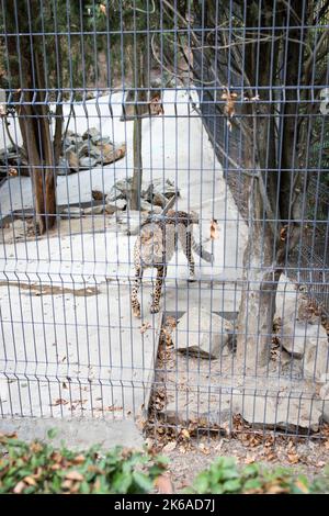 Un grande gatto selvatico Lynx in cattività in uno zoo dietro bar. Foto verticale. Foto Stock