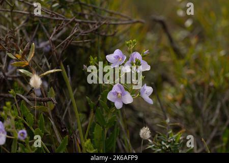 fiori nativee australiani Foto Stock