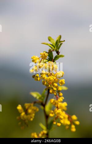 Berberis vulgaris fiore che cresce in prato, primo piano Foto Stock