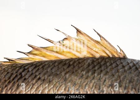 Pesce pinna dorsale schiena spine primo piano drago vela mangrovie dentice grigio Foto Stock