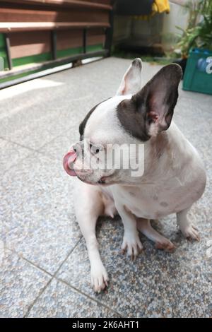 cane o bulldog francese, messo su un cane lingua o ammalato fuori un cane lingua a casa Foto Stock