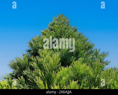 un taglio naturale non tagliato albero di natale crescente natura abete rosso selvaggio alto taglio vacanze vacanza tradizione rifinito Foto Stock