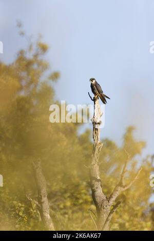 Hobby Eurasiano Falco subbuteo, giovanile arroccato su moncone, RSPB Minspere Nature Reserve, Suffolk, Inghilterra, ottobre Foto Stock