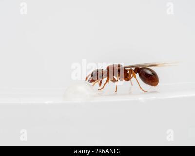 Primo piano di una minuscola formica regina alata (Tetramorium immigrans) su un piatto bianco, bevendo da una goccia d'acqua. Isolato Foto Stock