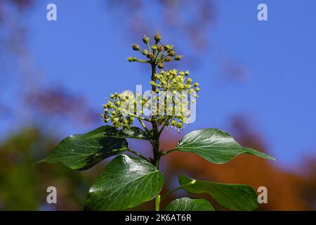 Edera (Hedera Helix), famiglia Araliaceae. Cielo blu alberi nei colori autunnali sullo sfondo. Autunno, ottobre. Giardino olandese. Foto Stock