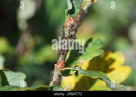 Molti afidi di quercia variegati (Lachnus roboris) su un gambo di una quercia (Quercus). Autunno, ottobre giardino olandese Foto Stock