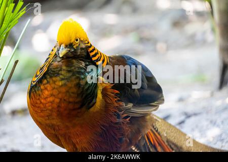 Un primo piano di un fagiano d'oro (Chrysolophus pictus) con un piumaggio colorato, Guadalajara, Messico Foto Stock