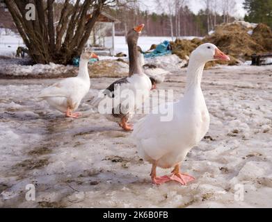 Un'oca bianca che cammina in una fattoria, nel nord della Svezia Foto Stock
