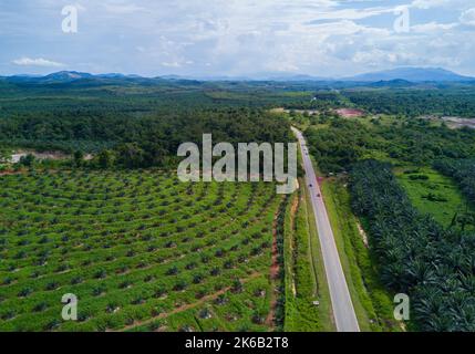 Vista della piantagione di palme da olio nell'Asia orientale. Foto Stock