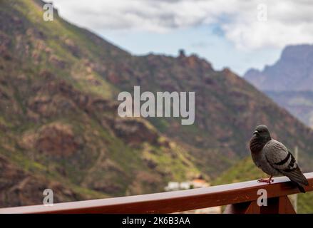 Pigeon sullo sfondo di montagne, gran canaria, Isole Canarie Foto Stock