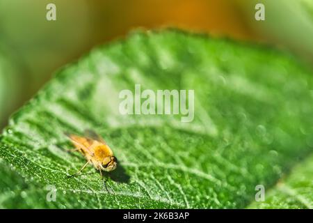 Gli anelli dei capelli volano su una foglia verde. Sole sull'insetto. Macrofotografia di piccoli animali Foto Stock