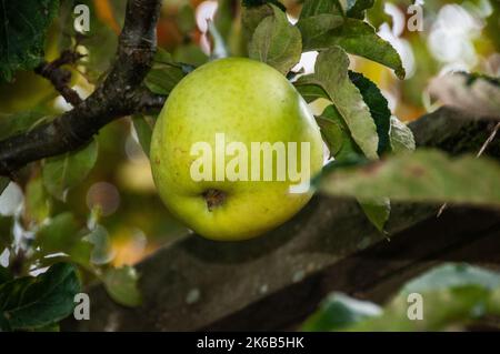 Intorno al Regno Unito - Warner's King - uno di una selezione di frutta che cresce nel giardino murato di Astley Park a Chorley, Lancashire, Regno Unito Foto Stock